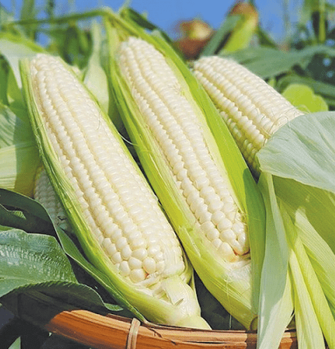 Thời gian luộc ngô bao lâu là tốt nhất?: 10 người thì có 9 người sai, chẳng trách ngô không thơm và mềm-3