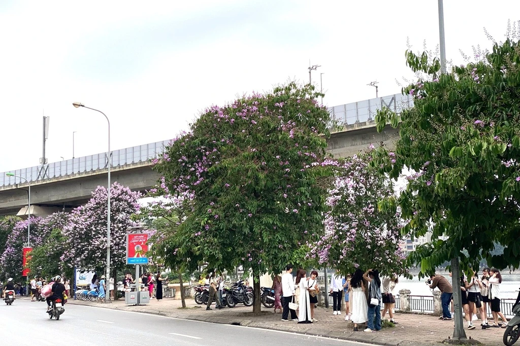 Cây hoa bằng lăng gần hồ Hoàng Cầu bỗng dưng nổi tiếng-2