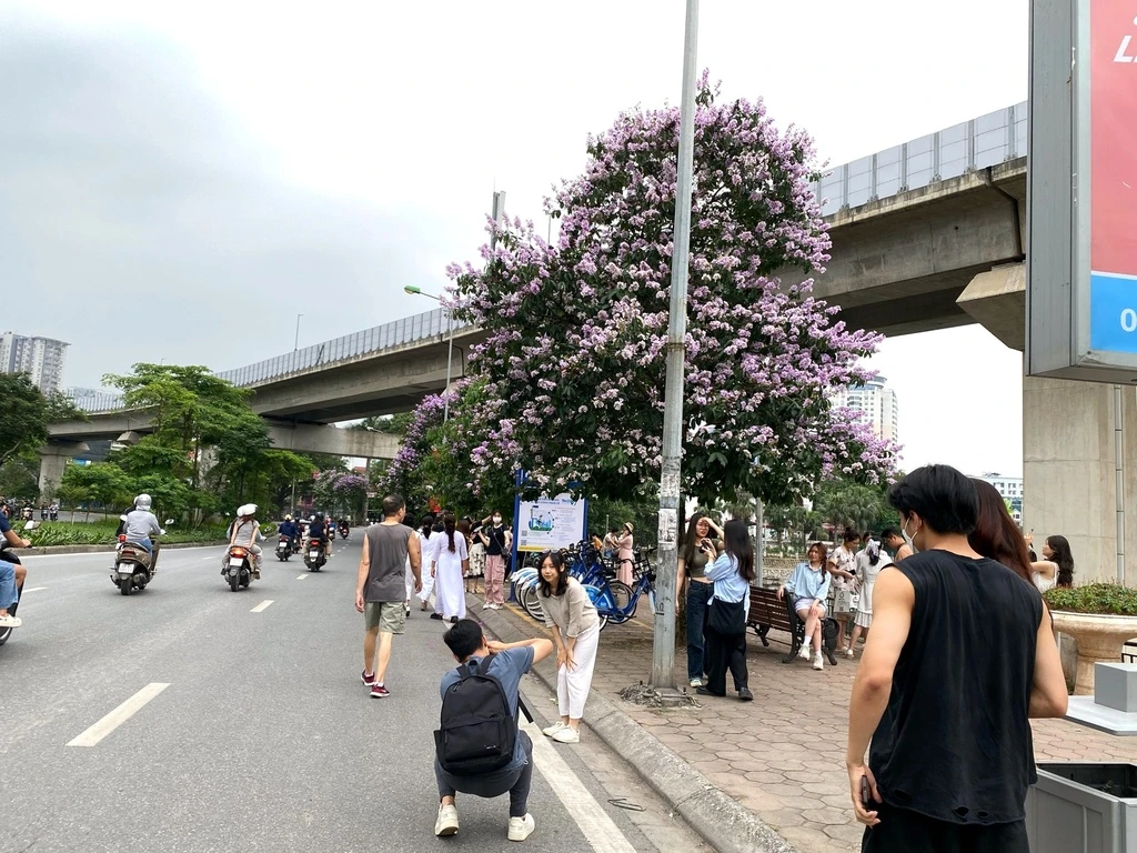 Cây hoa bằng lăng gần hồ Hoàng Cầu bỗng dưng nổi tiếng-3