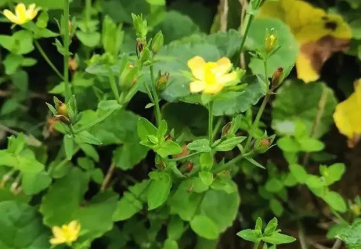 Hoa vàng mọc dại khắp Việt Nam, ai biết mà hái bán kiếm bộn tiền, 130.000đ/kg vẫn đầy người mua-1