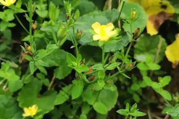 Cây dại cổ xưa vào rừng tìm mới thấy, hái bán đút túi hơn 300.000đ/kg-5