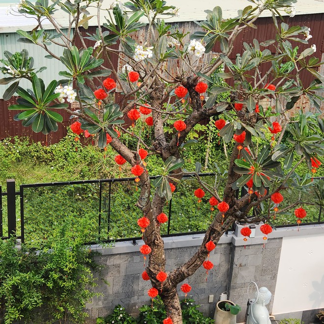 Đại gia BĐS của showbiz Việt sở hữu biệt thự triệu đô, vui vui tậu liền 2 miếng đất 2.000m2 cho con cắm trại chơi-11