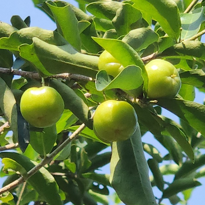 Đại gia BĐS của showbiz Việt sở hữu biệt thự triệu đô, vui vui tậu liền 2 miếng đất 2.000m2 cho con cắm trại chơi-7