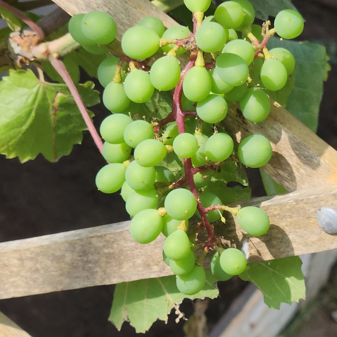 Đại gia BĐS của showbiz Việt sở hữu biệt thự triệu đô, vui vui tậu liền 2 miếng đất 2.000m2 cho con cắm trại chơi-9