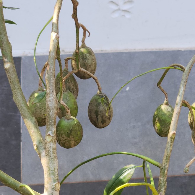 Đại gia BĐS của showbiz Việt sở hữu biệt thự triệu đô, vui vui tậu liền 2 miếng đất 2.000m2 cho con cắm trại chơi-8