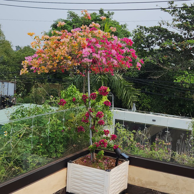 Đại gia BĐS của showbiz Việt sở hữu biệt thự triệu đô, vui vui tậu liền 2 miếng đất 2.000m2 cho con cắm trại chơi-10