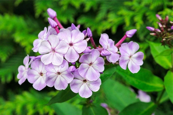 Từ giờ đến cuối năm, 3 con giáp biến áp lực thành cơ hội, tài phú chạm nóc, tiền về đầy túi-1