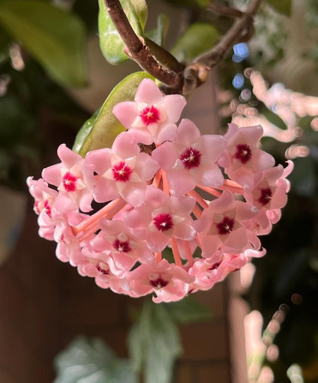 Cây cảnh sinh tài, lá hoa như ngọc, hương thơm ngọt ngào, nở hoa 3 mùa, giúp cải thiện phong thủy-5