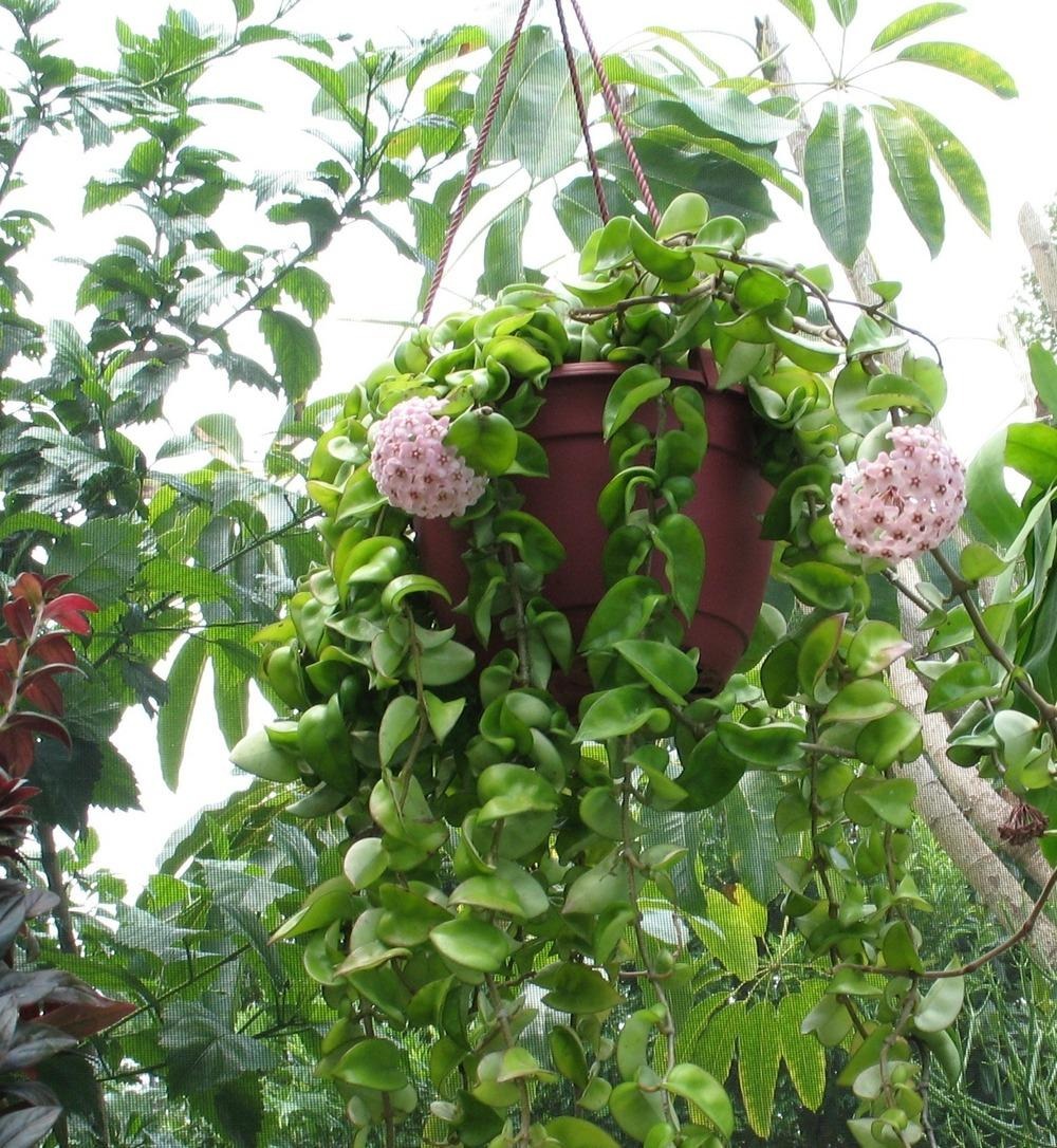 Cây cảnh sinh tài, lá hoa như ngọc, hương thơm ngọt ngào, nở hoa 3 mùa, giúp cải thiện phong thủy-13