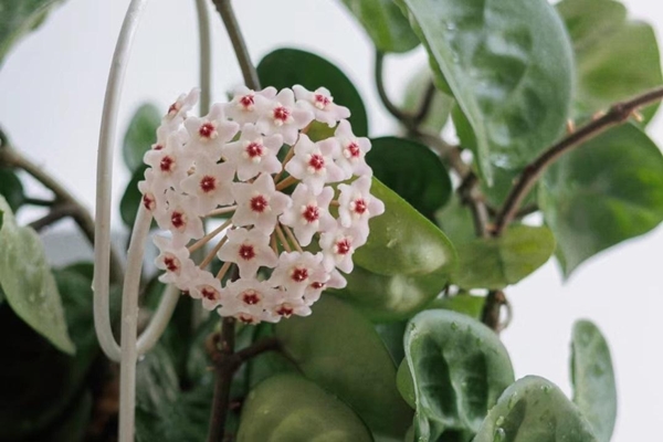 3 NƠI trong nhà cấm đặt giày dép nếu không muốn tiền bạc đội nón ra đi, làm quanh năm chẳng dư được đồng nào!-4