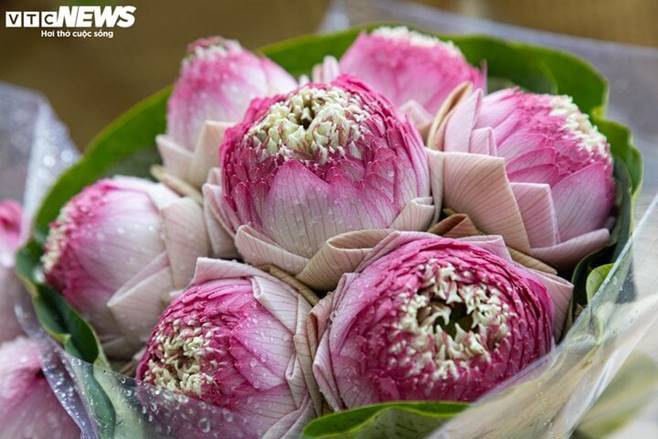 Hoa sen Quan Âm nở rộ khắp phố, hút hồn người Hà Nội-3