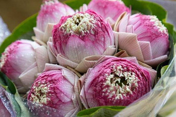 Cận cảnh quy trình ướp loại trà sen đắt đỏ nhất Hà thành, giá chục triệu đồng/kg-15