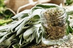 Việt Nam có 1 loại cây quý là “thuốc kiểm soát đường huyết” tốt ngang “insulin tự nhiên”: Còn giúp dưỡng xương, tăng cường trí nhớ hiệu quả