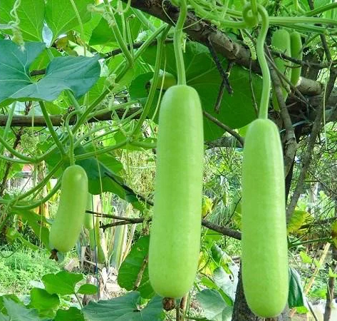 Làm 2 món ngon từ loại quả mùa hè siêu rẻ: Vừa ngon lại thanh nhiệt, thải độc tố, giúp da sáng và mịn màng-1