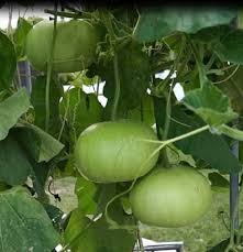 Làm 2 món ngon từ loại quả mùa hè siêu rẻ: Vừa ngon lại thanh nhiệt, thải độc tố, giúp da sáng và mịn màng-3