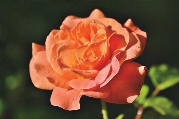 Nửa cuối năm 2024, 3 con giáp đào hoa rực rỡ, gặp được tình yêu đích thực, say đắm, bền lâu-4