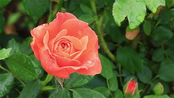 Tử vi ngày 7/5: 3 con giáp không ngừng đổi mới, đắc tài đắc lộc, chạm đâu cũng ra tiền-3