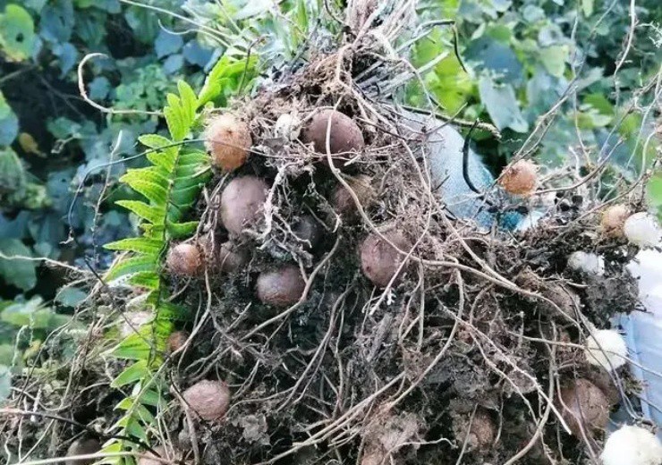 Đào đất thấy chùm trứng phượng hoàng, mang ra chợ mới biết vớ được mỏ vàng-2