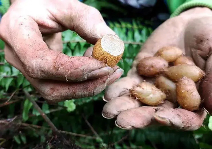 Đào đất thấy chùm trứng phượng hoàng, mang ra chợ mới biết vớ được mỏ vàng-4