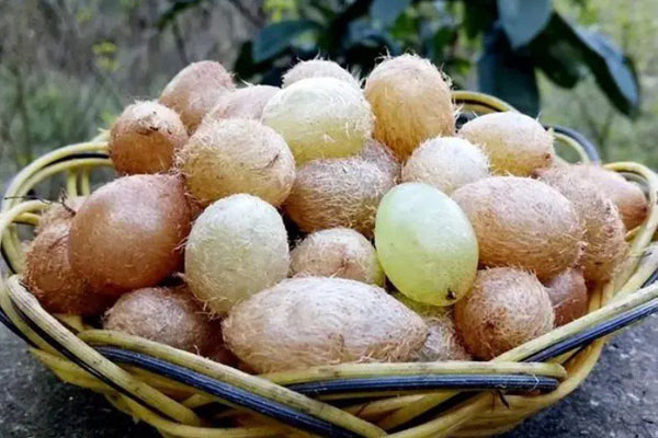 Bất ngờ loại côn trùng trước có đầy đồng, giờ được bán với giá 800 nghìn đồng/kg-4