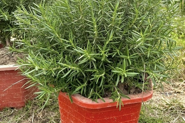 6 cây cảnh dưỡng người, tạo oxy vào ban đêm, đặt trong phòng, ngủ đến tận bình minh-14