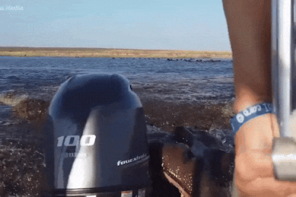 Clip: Khoảnh khắc thú vị khi chú nai cúi đầu chào du khách-1