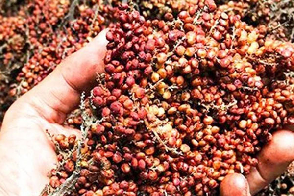 Loại quả trước rụng đầy gốc không ai lấy giờ thành đặc sản, giá 100.000 đồng/kg, chế đủ món ngon-4