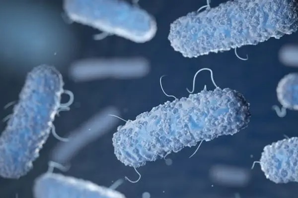 Vi khuẩn Salmonella được tìm thấy trong bánh mì khiến hơn 500 người ngộ độc ở Đồng Nai nguy hiểm thế nào?-1