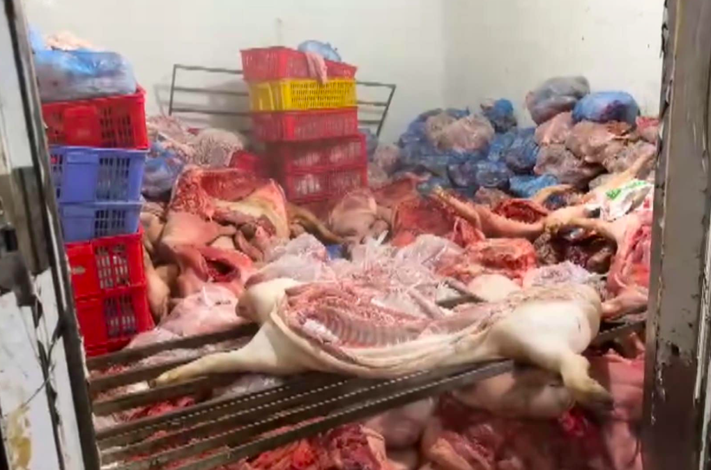 Phát hiện cơ sở mua gom lợn ốm, chết số lượng lớn ở Vĩnh Phúc-2