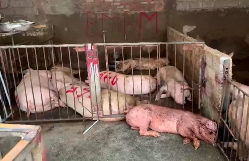 Phát hiện cơ sở mua gom lợn ốm, chết số lượng lớn ở Vĩnh Phúc-1