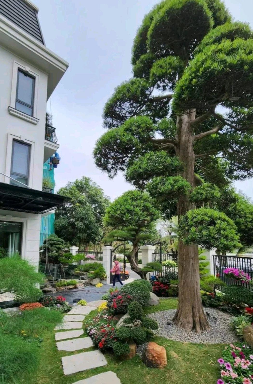 Người xưa dặn: Trước cửa 6 trồng, 4 tránh, trăm năm phú quý, xui xẻo tránh xa-6