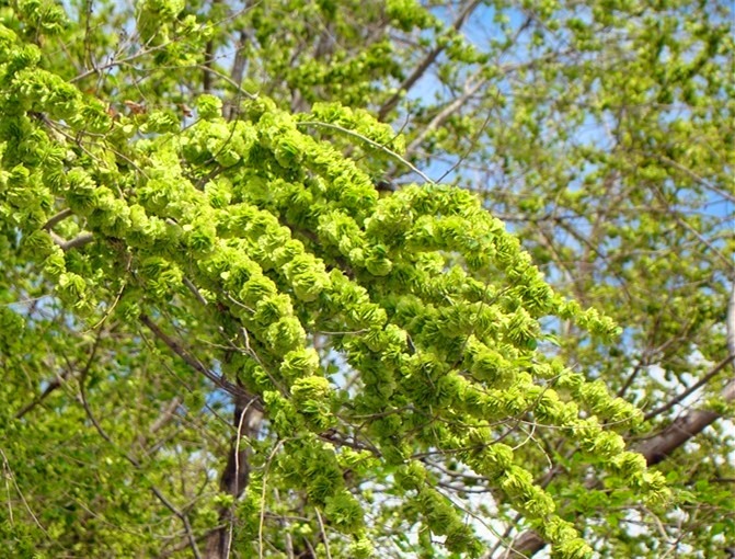 Người xưa dặn: Trước cửa 6 trồng, 4 tránh, trăm năm phú quý, xui xẻo tránh xa-7