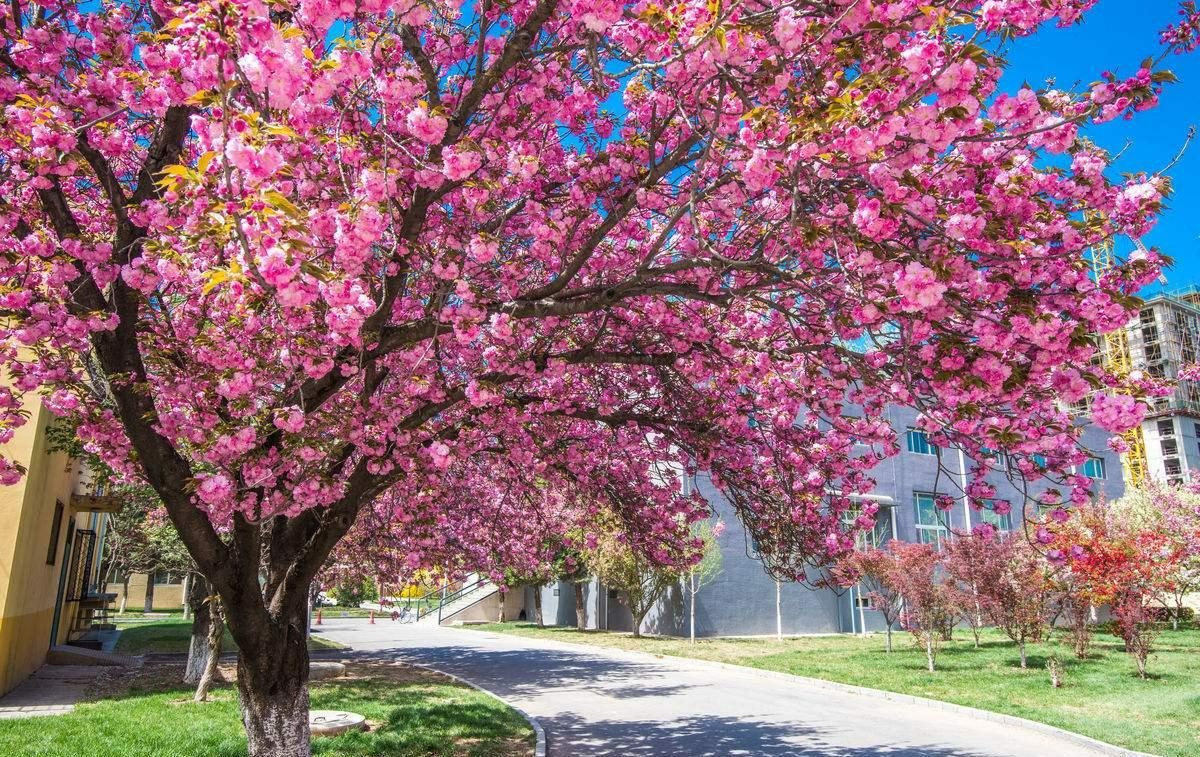 Người xưa dặn: Trước cửa 6 trồng, 4 tránh, trăm năm phú quý, xui xẻo tránh xa-8