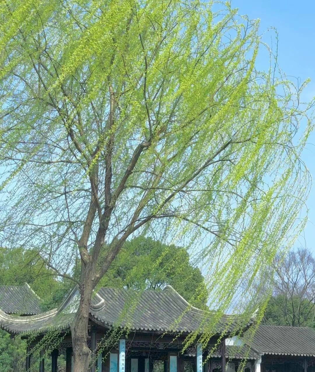 Người xưa dặn: Trước cửa 6 trồng, 4 tránh, trăm năm phú quý, xui xẻo tránh xa-9