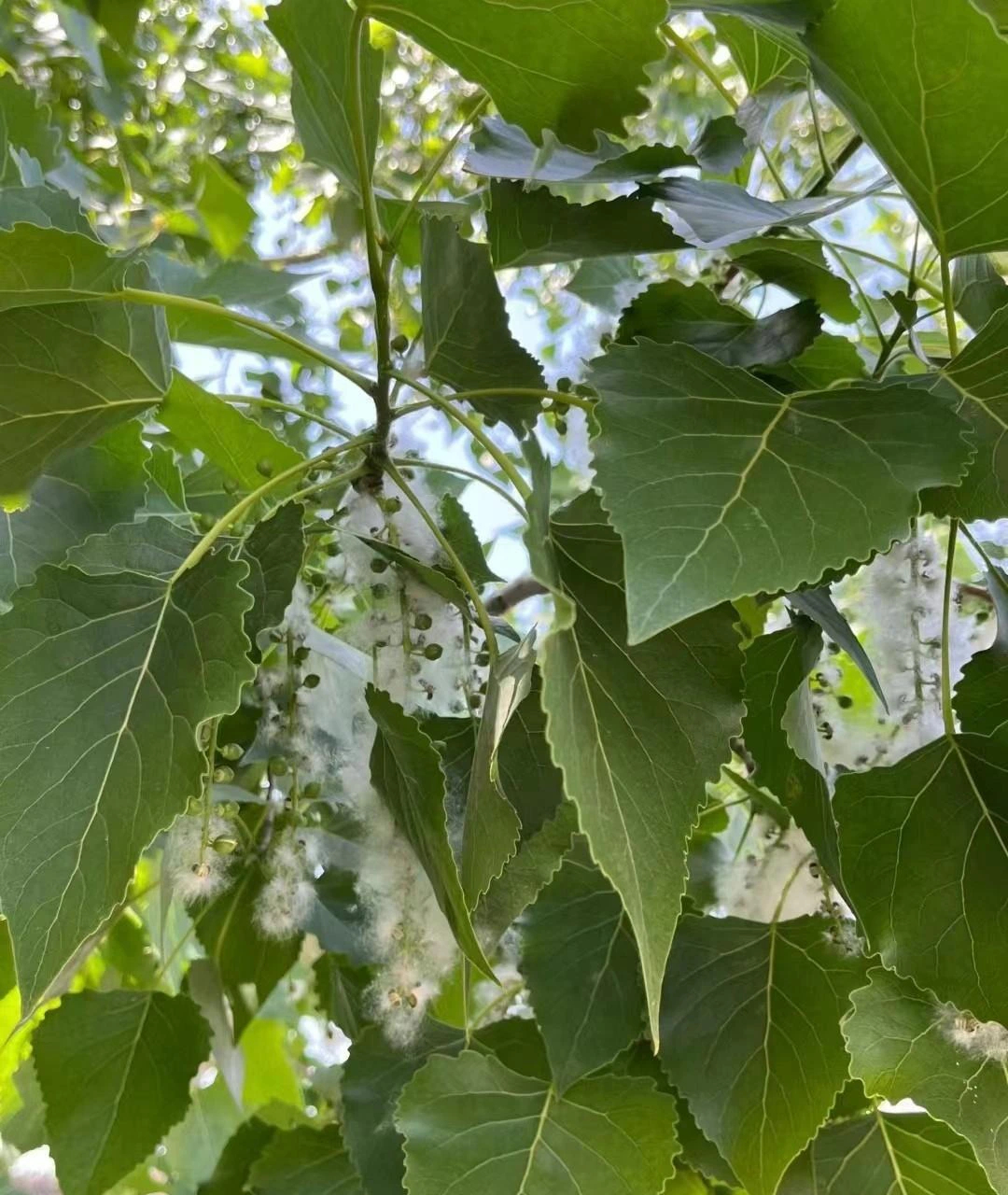 Người xưa dặn: Trước cửa 6 trồng, 4 tránh, trăm năm phú quý, xui xẻo tránh xa-12