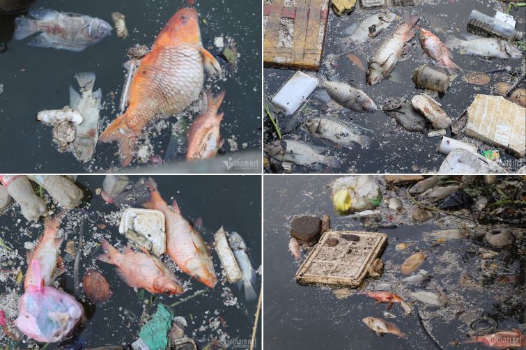 Sau mưa đầu mùa, xác cá chết lẫn rác thải nổi đầy kênh Nhiêu Lộc - Thị Nghè-2