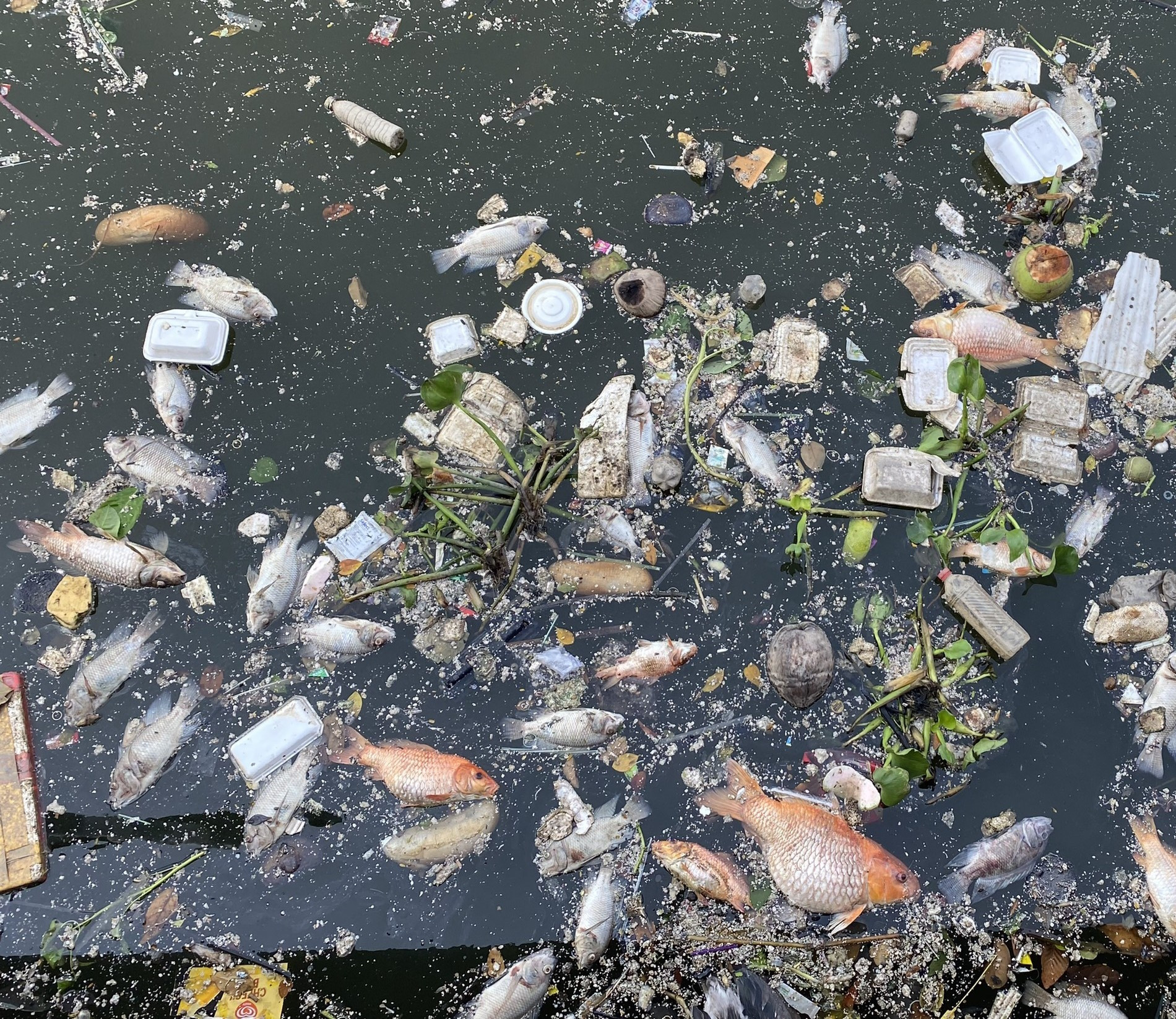 Sau mưa đầu mùa, xác cá chết lẫn rác thải nổi đầy kênh Nhiêu Lộc - Thị Nghè-1
