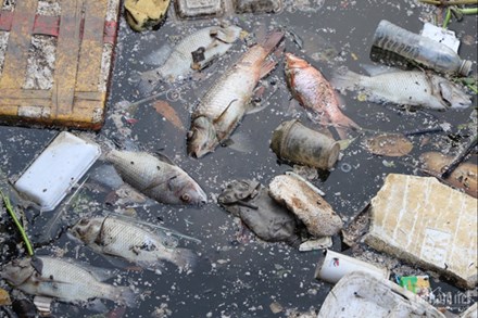 Sau mưa đầu mùa, xác cá chết lẫn rác thải nổi đầy kênh Nhiêu Lộc - Thị Nghè