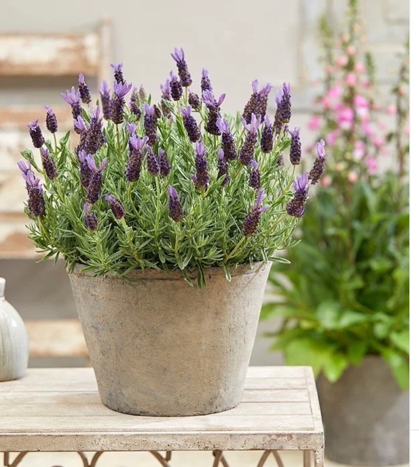 6 cây cảnh dưỡng người, tạo oxy vào ban đêm, đặt trong phòng, ngủ đến tận bình minh-5