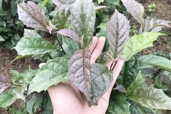 Nên uống xạ đen tươi hay khô?