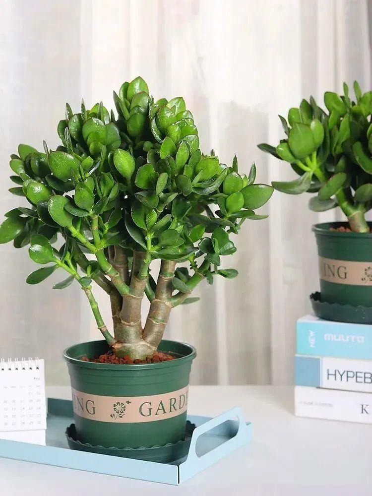 6 cây cảnh dưỡng người, tạo oxy vào ban đêm, đặt trong phòng, ngủ đến tận bình minh-12