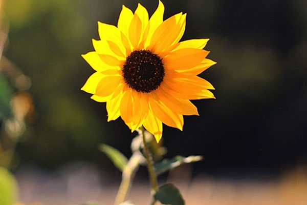 Khi tháng 5 khép lại, 4 con giáp này sẽ thực hiện được lý tưởng của mình, đặc biệt là kế hoạch phát triển sự nghiệp-5