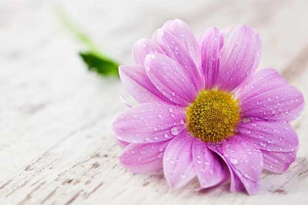 Tử vi ngày 9/5: 3 con giáp can đảm, nhiệt huyết, tính toán đâu ra đấy, tài lộc cứ vơi lại đầy-1