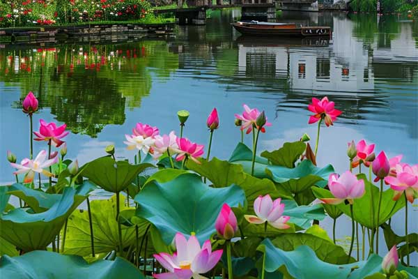 3 con giáp đặc biệt thịnh vượng trong những năm tới, trở thành con cưng của Thần tài, càng chăm chỉ càng kiếm được nhiều tiền-4