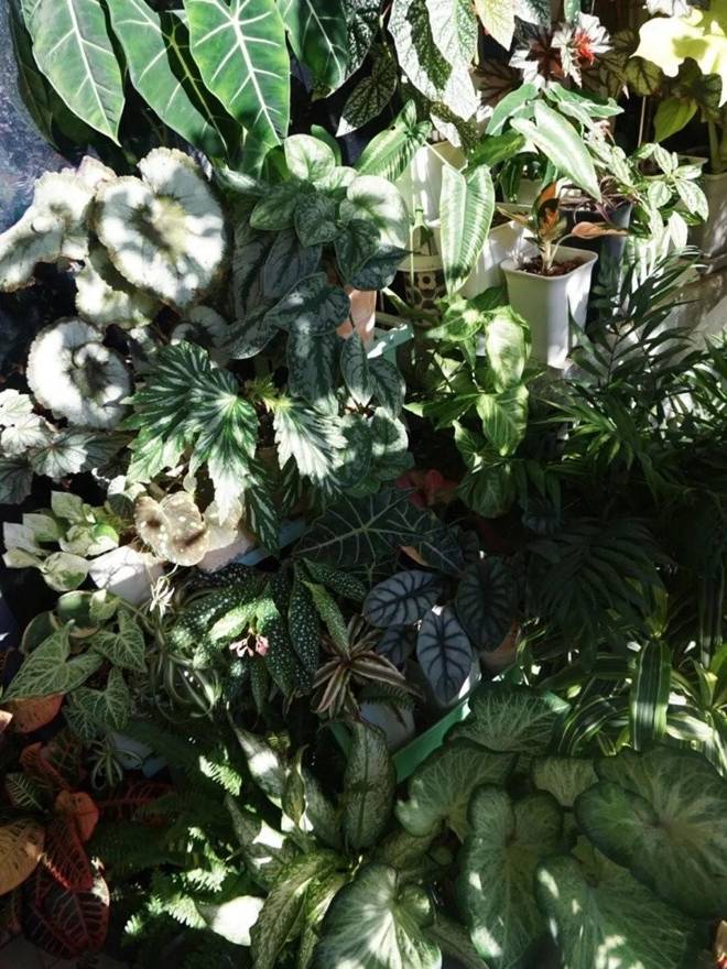 9X biến ban công 12m2 thành xứ sở thần tiên”, nắng ít hơn 2 tiếng mỗi ngày nhưng hoa vẫn nở rộ-6