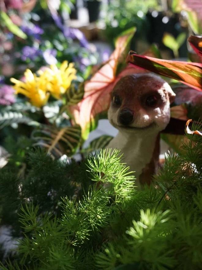 9X biến ban công 12m2 thành xứ sở thần tiên”, nắng ít hơn 2 tiếng mỗi ngày nhưng hoa vẫn nở rộ-14