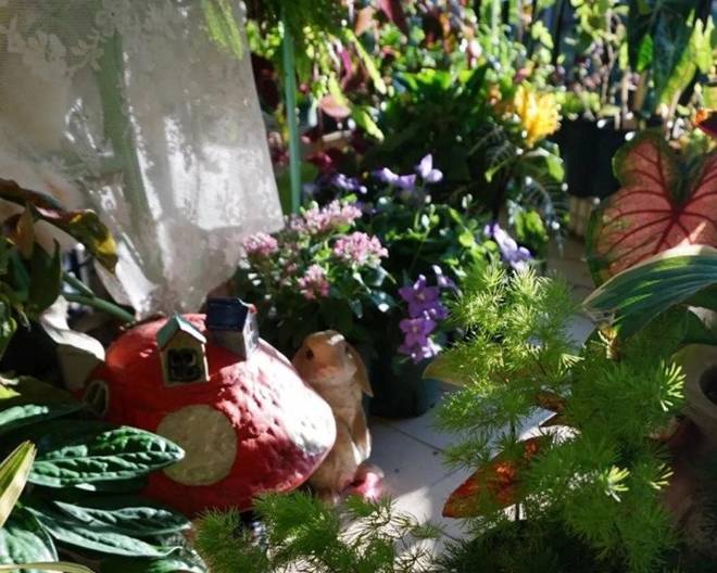 9X biến ban công 12m2 thành xứ sở thần tiên”, nắng ít hơn 2 tiếng mỗi ngày nhưng hoa vẫn nở rộ-15