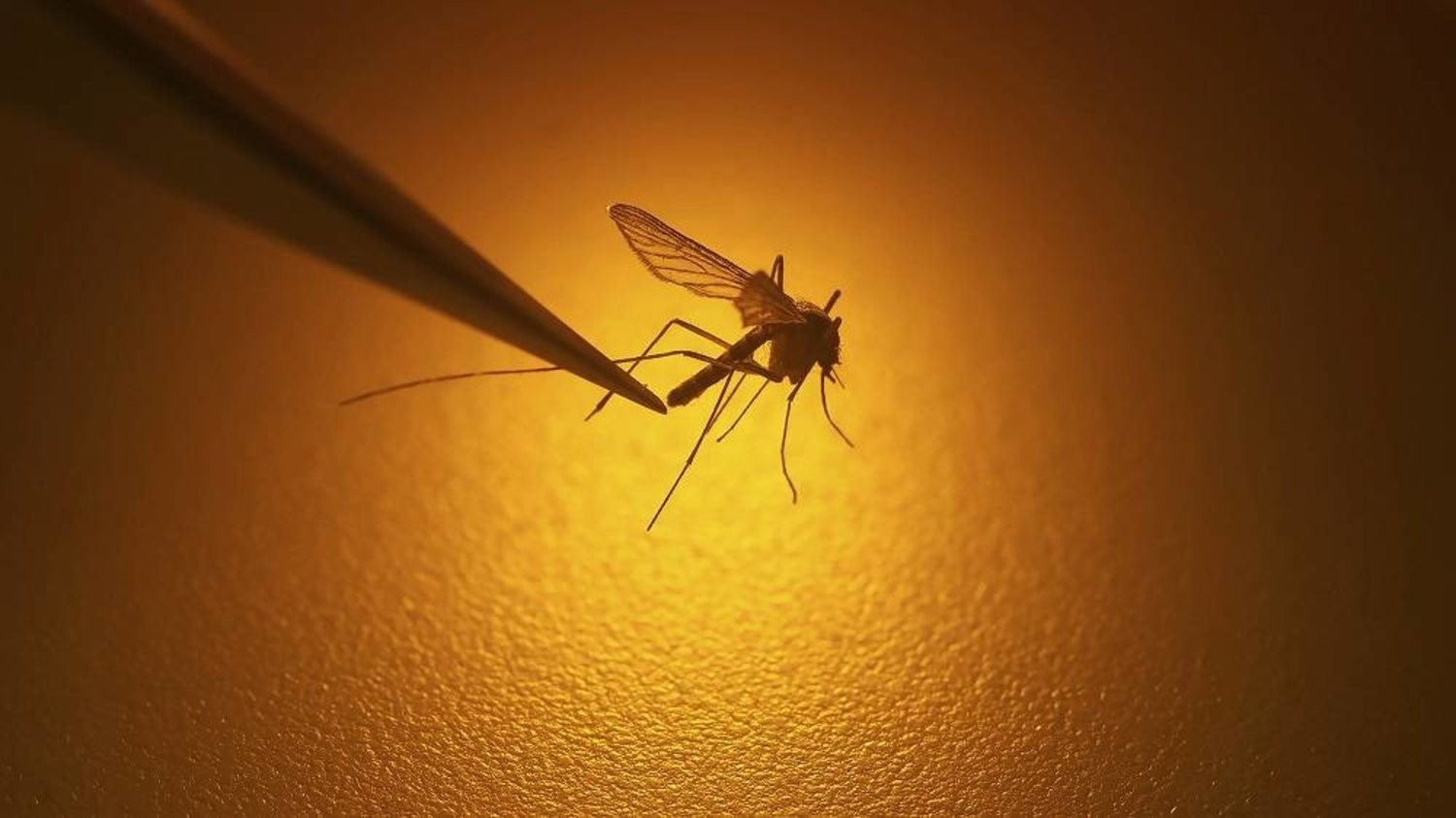 Muỗi sợ nhất bát nước này, chỉ cần đặt một vài cái trong nhà, muỗi và côn trùng bị diệt sạch sẽ-1