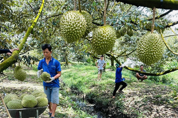 Sầu riêng mini giá rẻ bèo đổ bộ chợ Việt-3