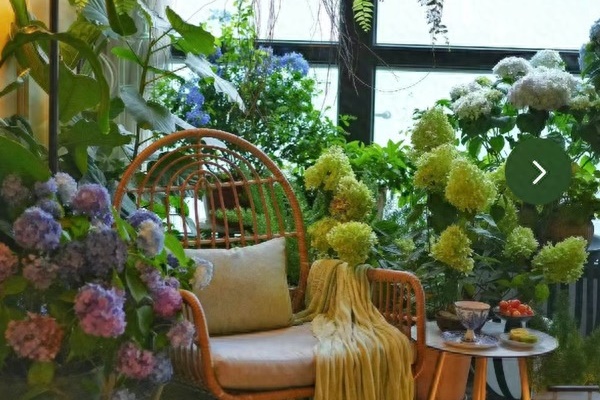 4 loại cây cảnh vừa giảm nhiệt ngày nóng lại nịnh Thần tài, được người giàu coi như báu vật-5